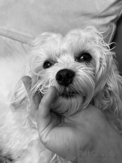 Photo №4. Je vais vendre bichon maltais en ville de Helsinki. annonce privée - prix - 600€