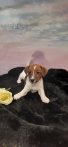 Photos supplémentaires: Chiot (femelle) Jack Russell Terrier