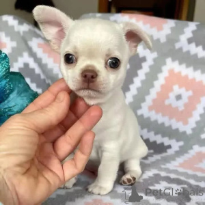 Photo №2 de l'annonce № 164722 de la vente chihuahua - acheter à Fédération de Russie 