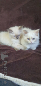 Photo №3. Chatons Ragdoll. Biélorussie