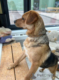 Photo №3. La charmante mini-mine Lola cherche une maison.. Fédération de Russie