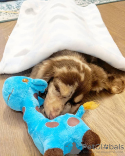 Photo №2 de l'annonce № 13734 de la vente teckel - acheter à Allemagne annonce privée