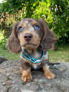 Photo №3. Petit par la taille, grand cœur, rencontrez Milo, le petit explorateur intrépide. Allemagne