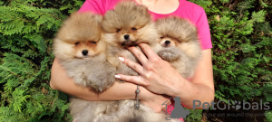 Photo №2 de l'annonce № 55796 de la vente spitz nain - acheter à Bosnie et Herzégovine annonce privée