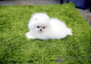 Photo №1.  - à vendre en ville de Leeds | Gratuit | Annonce №163245