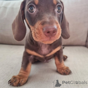 Photo №3. ** Adorables chiots teckel à adopter ! ** Ces chiots teckels doux, joueurs et. Canada