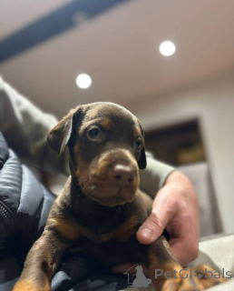 Photo №4. Je vais vendre chien bâtard en ville de Glasgow. éleveur - prix - 850€