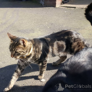 Photo №2 de l'annonce № 155916 de la vente chat de gouttière - acheter à Allemagne éleveur