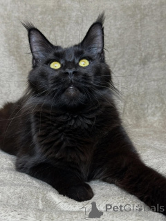 Photo №2 de l'annonce № 160069 de la vente maine coon - acheter à Pays Bas annonce privée