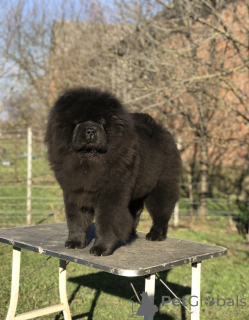 Photo №1. chow-chow - à vendre en ville de Šid | négocié | Annonce №161644