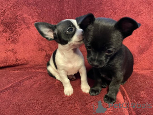 Photo №1. chihuahua - à vendre en ville de Fruashapel | négocié | Annonce №170462
