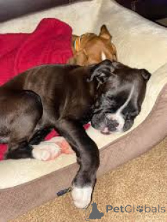 Photo №3. Boxerwelpen zu verkaufen. L'Autriche