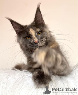 Photo №4. Je vais vendre maine coon en ville de Colorado Springs. éleveur - prix - 284€