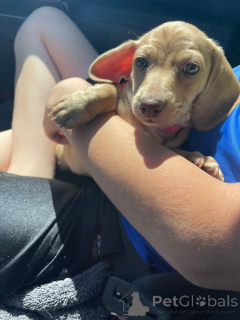 Photo №3. Chiots Teckel Champion Bloodline à vendre. Allemagne