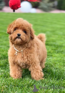Photo №2 de l'annonce № 155038 de la vente caniche (jouet) - acheter à La Grande-Bretagne annonce privée