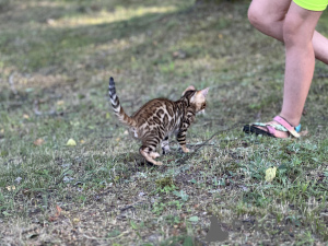 Photo №3. Garçon Savannah F2. USA