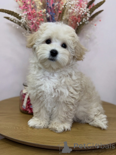 Photo №2 de l'annonce № 158006 de la vente maltipu - acheter à Allemagne annonce privée