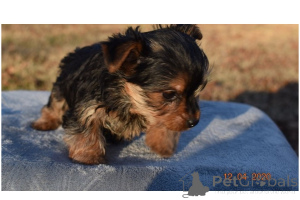 Photo №3. Visage de poupée ours en peluche tasse à thé Yorkie chiots... USA
