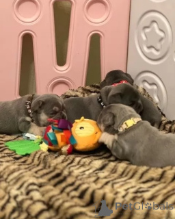 Photo №4. Je vais vendre bouledogue en ville de Höxter. annonce privée - prix - 580€