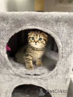 Photo №3. Chatons Opel écossais. Allemagne