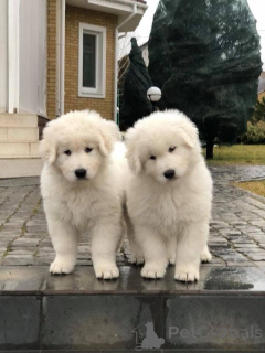 Photo №2 de l'annonce № 146698 de la vente  - acheter à Ukraine annonce privée