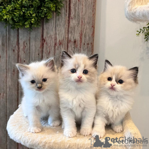 Photo №1. ragdoll - à vendre en ville de les Palmes | négocié | Annonce № 133821