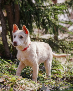 Photo №2 de l'annonce № 167143 de la vente chien bâtard - acheter à Fédération de Russie annonce privée