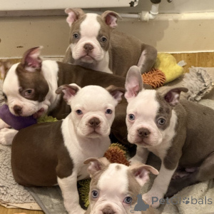 Photo №1. terrier de boston - à vendre en ville de Enns | négocié | Annonce №170068