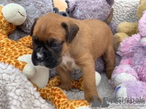 Photo №2 de l'annonce № 132492 de la vente chien bâtard - acheter à Allemagne annonce privée, de la fourrière, de l'abri, éleveur