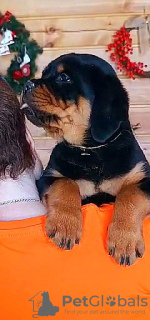 Photo №2 de l'annonce № 94033 de la vente rottweiler - acheter à Fédération de Russie annonce privée