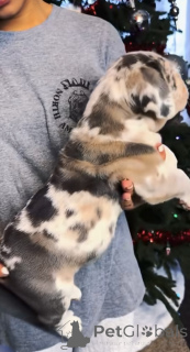 Photo №2 de l'annonce № 161249 de la vente american mastiff - acheter à La finlande éleveur