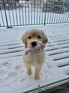 Photo №1. golden retriever - à vendre en ville de Bruxelles | négocié | Annonce №163715