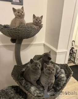 Photo №1. british shorthair - à vendre en ville de Erlangen | 350€ | Annonce № 172302