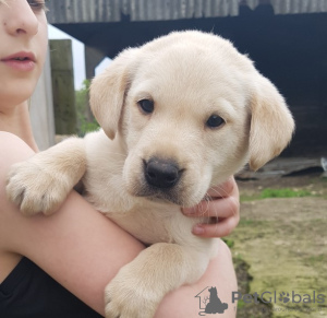 Photo №4. Je vais vendre labrador retriever en ville de Paris. annonce privée - prix - négocié