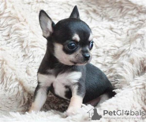 Photo №1. chihuahua - à vendre en ville de Berlin | négocié | Annonce №109103