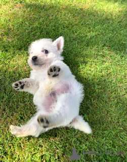 Photo №2 de l'annonce № 148413 de la vente yorkshire terrier - acheter à USA annonce privée