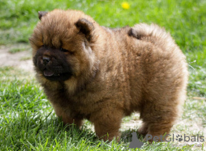 Photos supplémentaires: Chow Chow