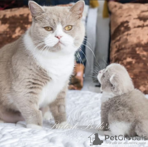 Photo №1. british shorthair - à vendre en ville de Berlin | 300€ | Annonce № 101730