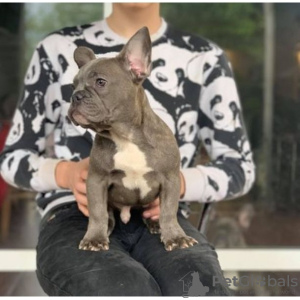 Photo №1. bouledogue - à vendre en ville de Helsinki | 237€ | Annonce №98979