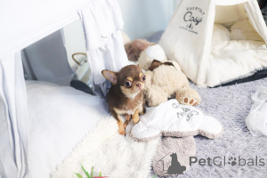 Photo №1. chihuahua - à vendre en ville de Saint-Louis | 436€ | Annonce №168756
