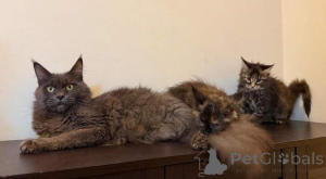 Photo №1. maine coon - à vendre en ville de Anvers | Gratuit | Annonce № 161603