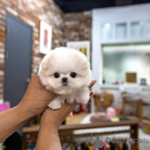 Photo №3. Chiot maltais disponible à l'adoption. République Tchèque