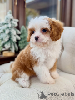 Photo №3. Rencontrez Oliver, le gentil gentleman au cœur d'or. Allemagne