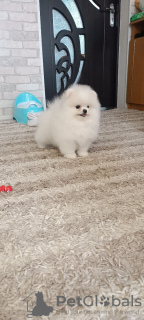 Photo №4. Je vais vendre spitz nain en ville de Шверин. annonce privée - prix - 360€