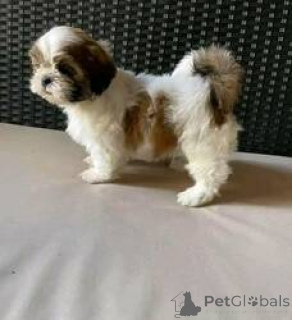 Photo №1. shih tzu - à vendre en ville de Vienne | 300€ | Annonce №160992