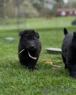Photo №4. Je vais vendre berger belge groenendael en ville de Anvers. annonce privée, éleveur - prix - 1000€