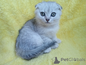 Photo №4. Je vais vendre scottish fold en ville de Stavropol. annonce privée, éleveur - prix - 269€