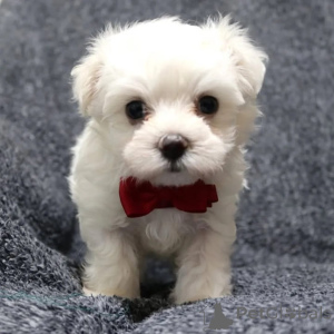 Photo №3. Magnifiques chiots Bichons maltais à la recherche de leur foyer pour la vie. France