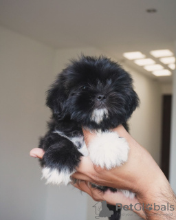 Photo №2 de l'annonce № 124281 de la vente shih tzu - acheter à Canada éleveur