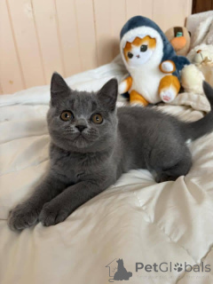 Photo №2 de l'annonce № 165164 de la vente british shorthair - acheter à La finlande annonce privée, éleveur